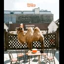อัลบัม Wilco (The Album)