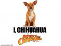 Beverly Hills Chihuahua wallpaper
