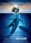 Big Miracle poster