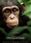 Chimpanzee poster