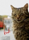 Kedi poster