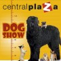 Dog Show