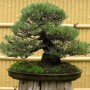 The Bonsai Exhibition