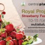 Royal Project : Strawberry Festival