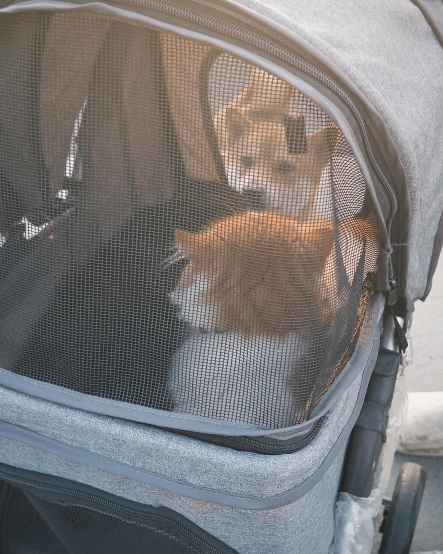 คชา - นนทนันท์ อัญชุลีประดิษฐ์