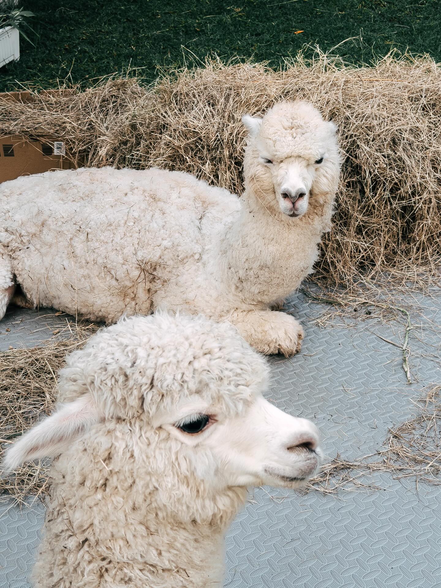 คอปเตอร์ - ภานุวัฒน์ เกิดทองทวี