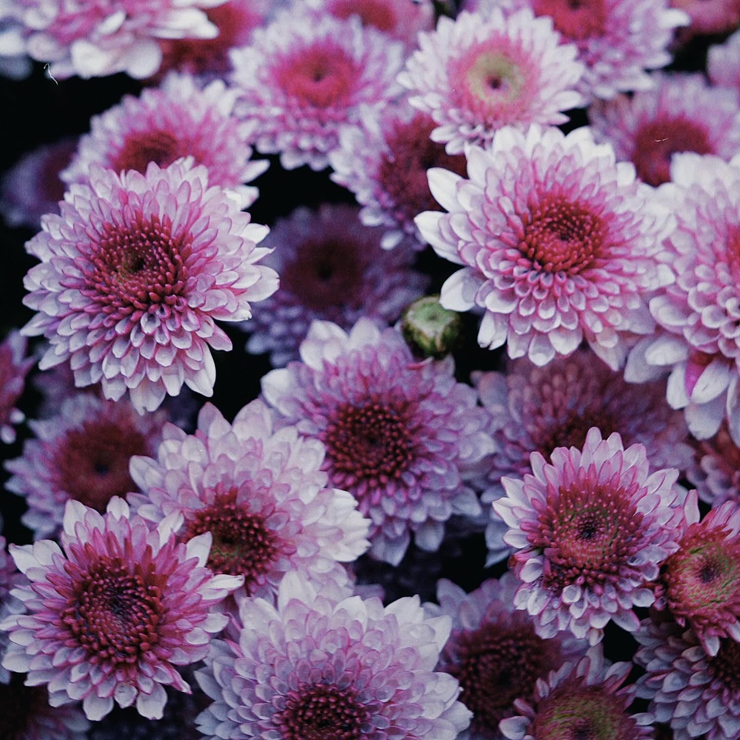 หยาด - หยาดทิพย์ ราชปาล