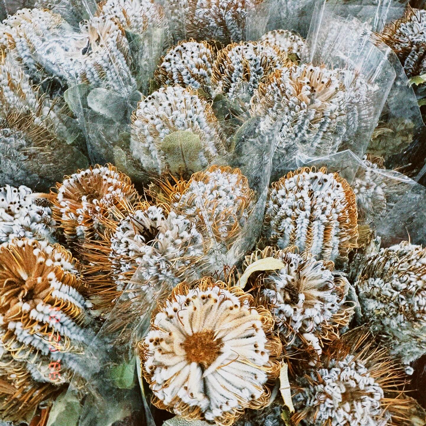 หยาด - หยาดทิพย์ ราชปาล