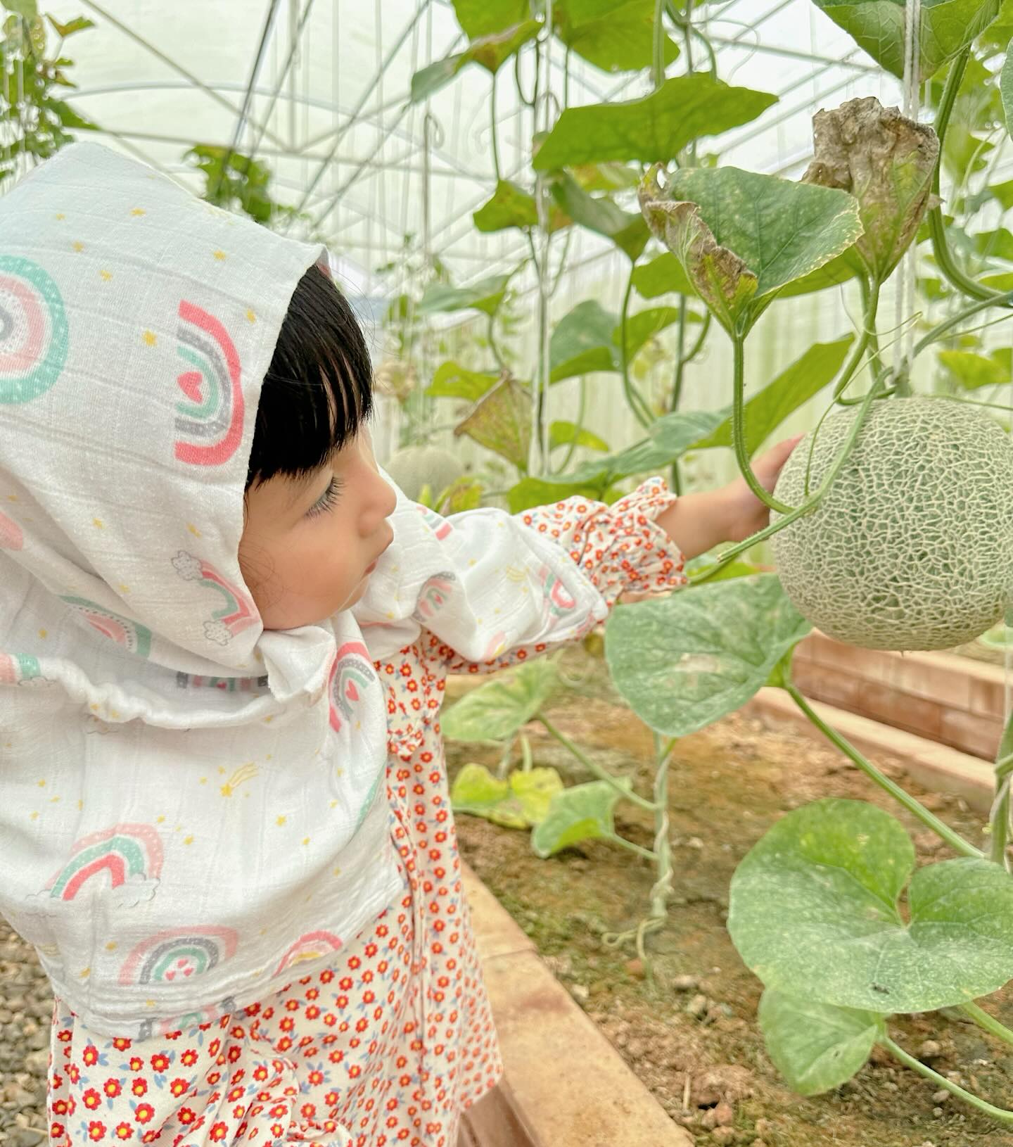 หยาด - หยาดทิพย์ ราชปาล