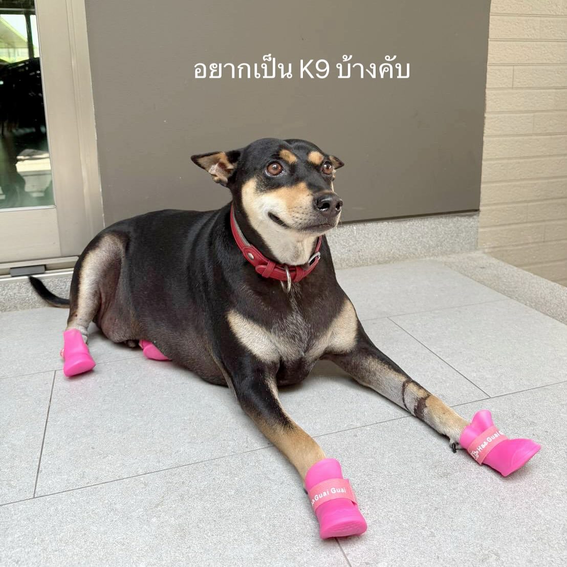 หยาด - หยาดทิพย์ ราชปาล