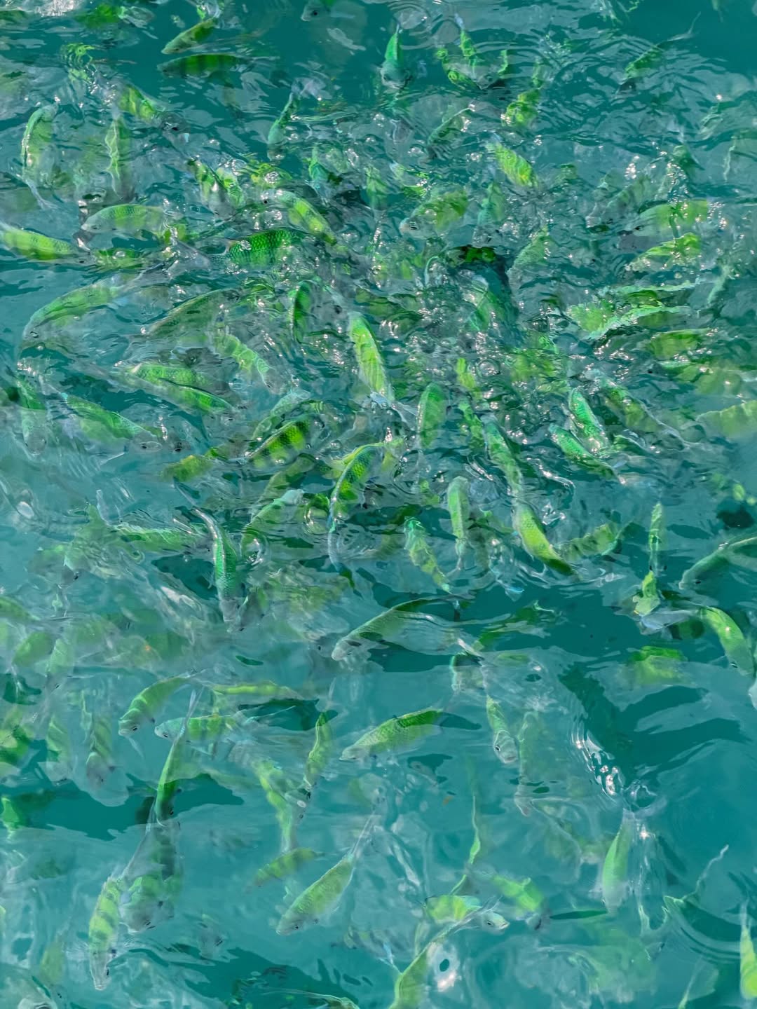 หยาด - หยาดทิพย์ ราชปาล