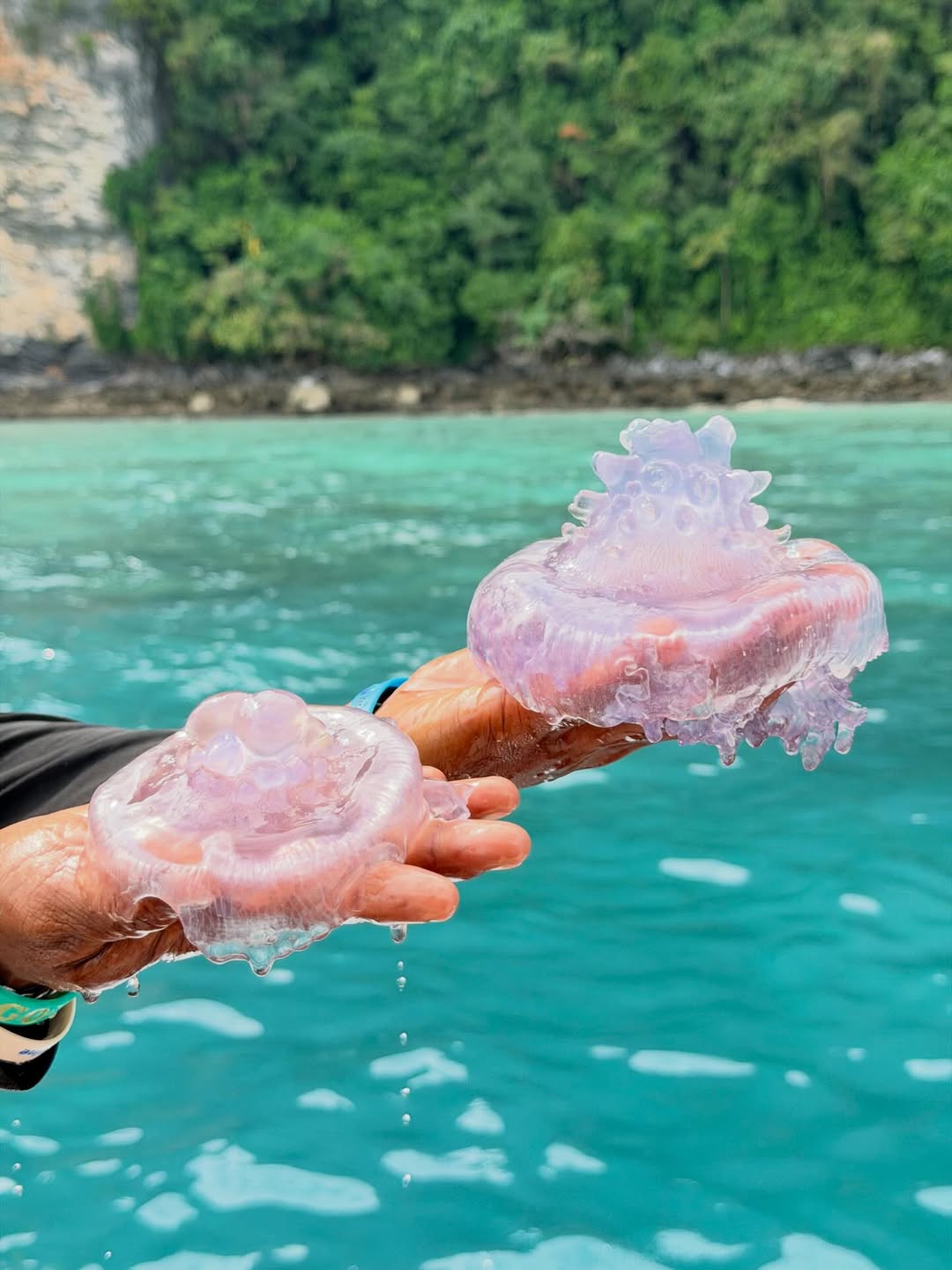 หยาด - หยาดทิพย์ ราชปาล