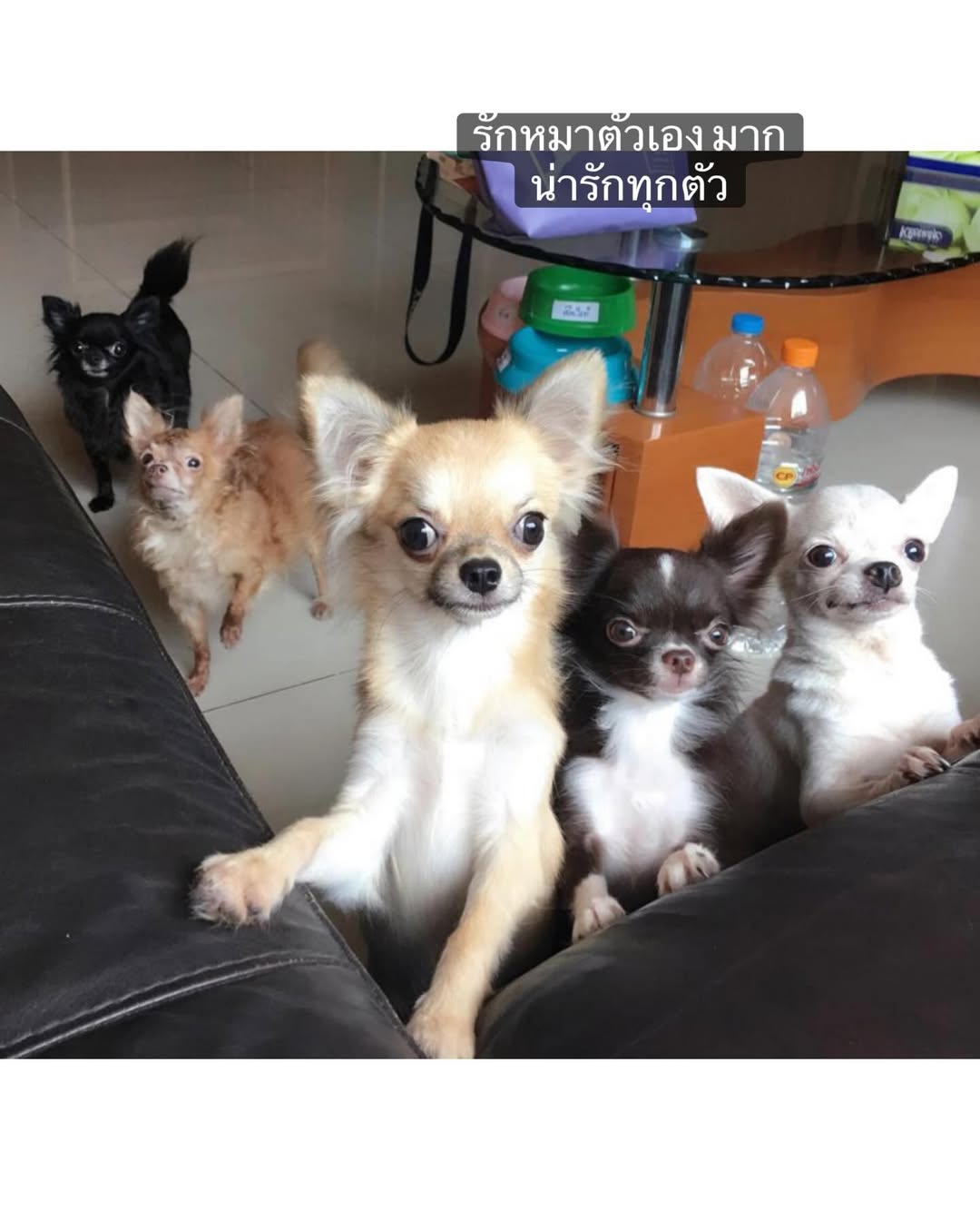 หยาด - หยาดทิพย์ ราชปาล