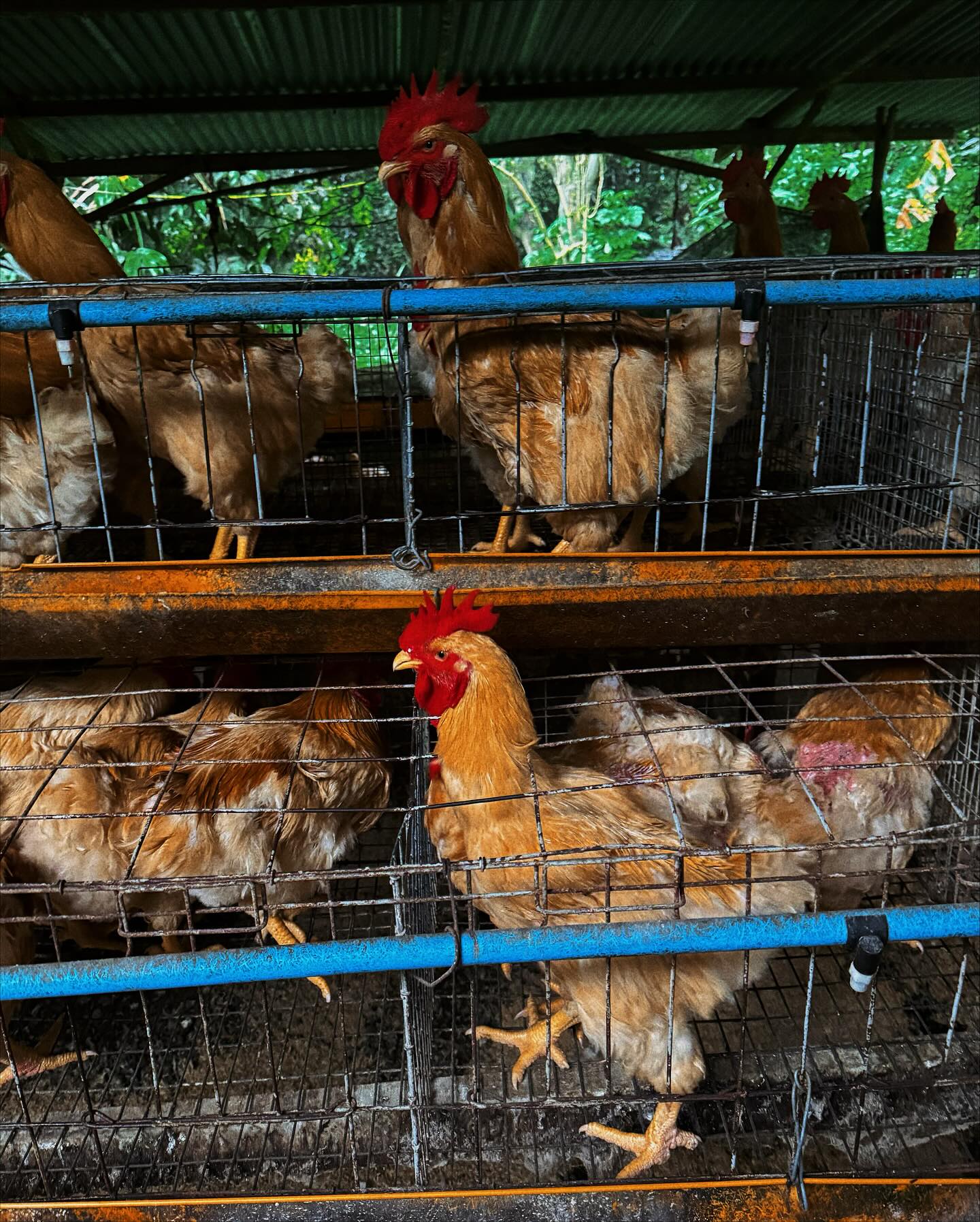 แพต - ชญานิษฐ์ ชาญสง่าเวช