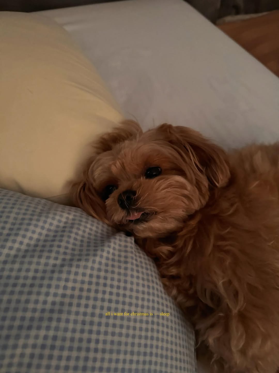 แพต - ชญานิษฐ์ ชาญสง่าเวช