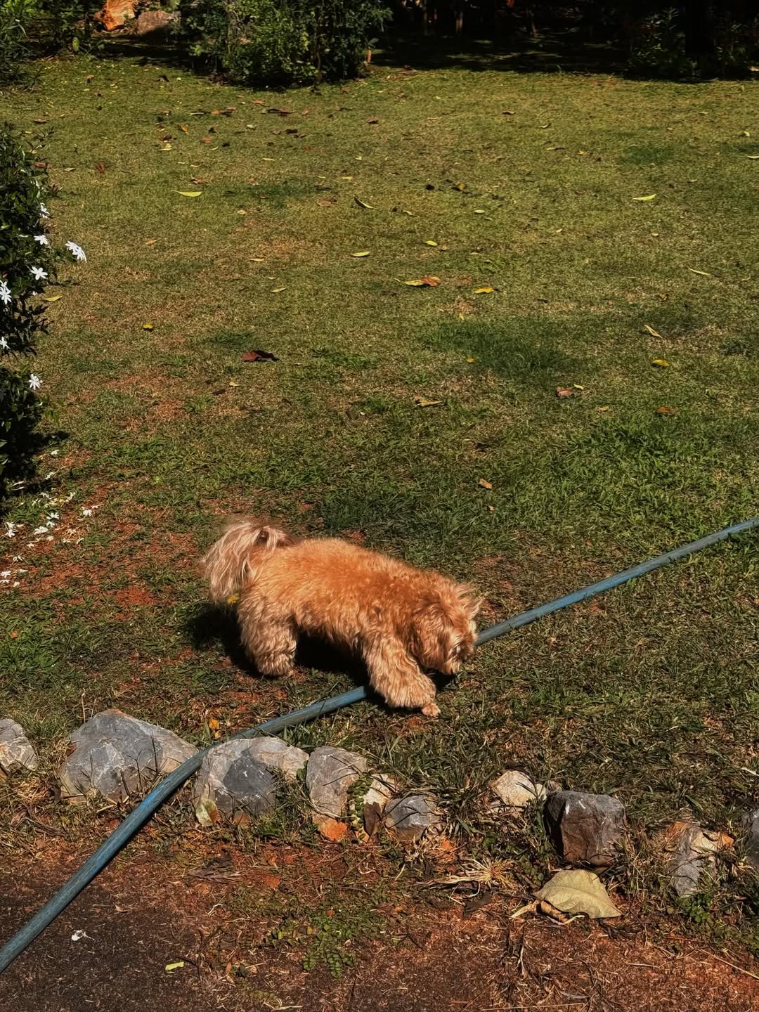 แพต - ชญานิษฐ์ ชาญสง่าเวช