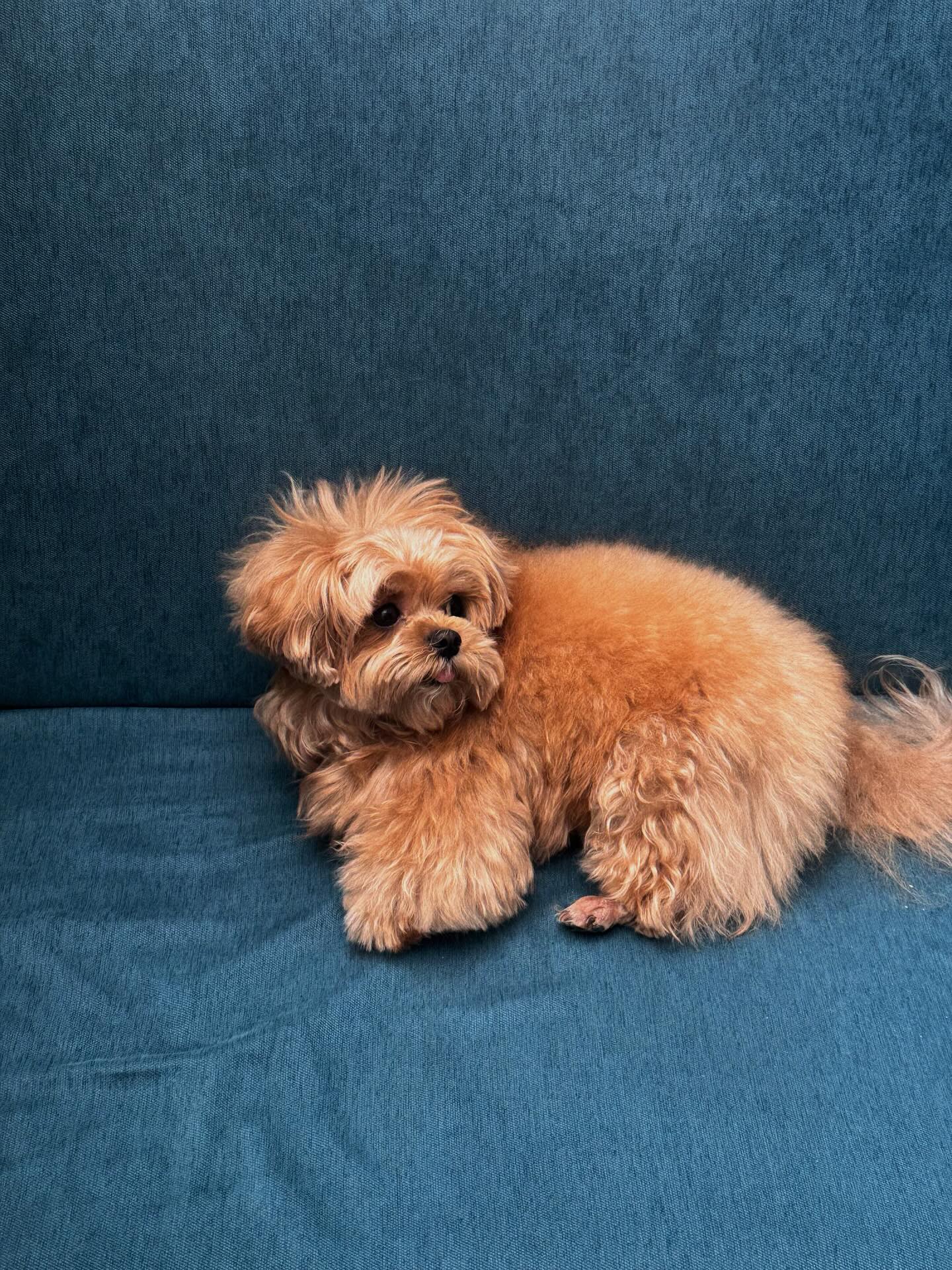 แพต - ชญานิษฐ์ ชาญสง่าเวช