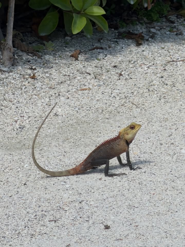 ริต้า - ศรีริต้า เจนเซ่น