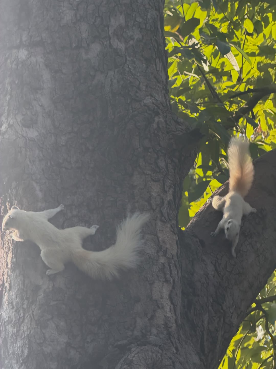 ริต้า - ศรีริต้า เจนเซ่น