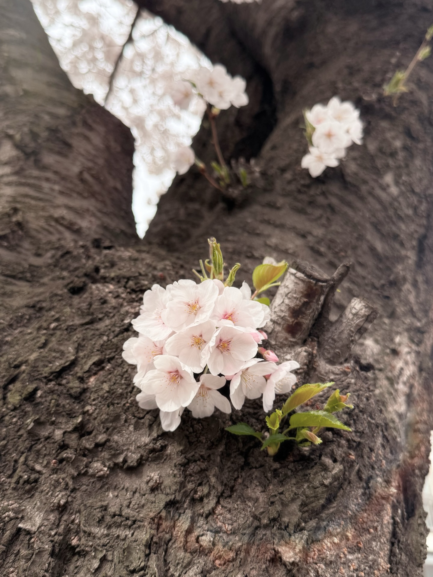 แจม - ชรัฐฐา อิมราพร