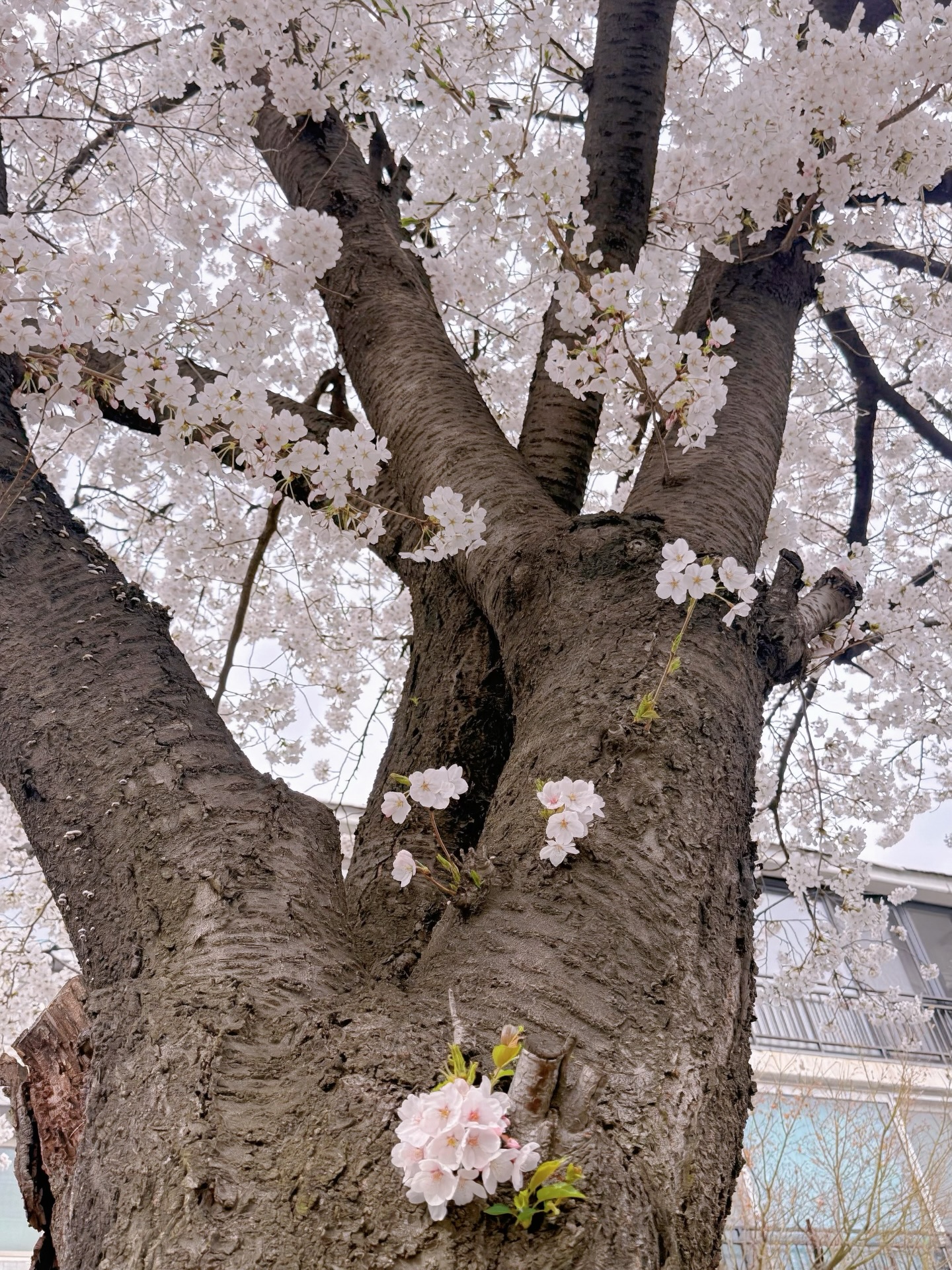 แจม - ชรัฐฐา อิมราพร