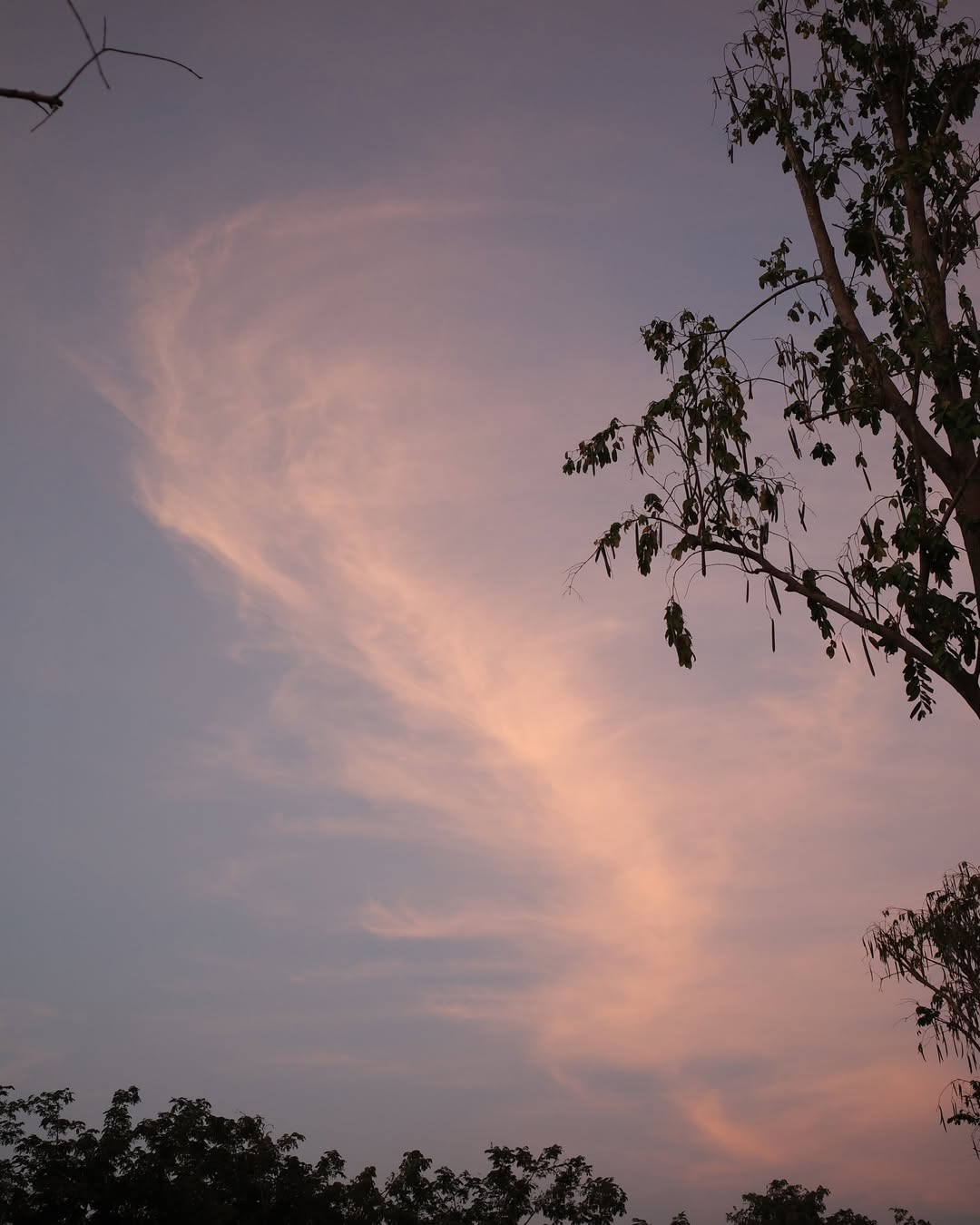 ส้ม - มารี เออเจนี เลอเลย์