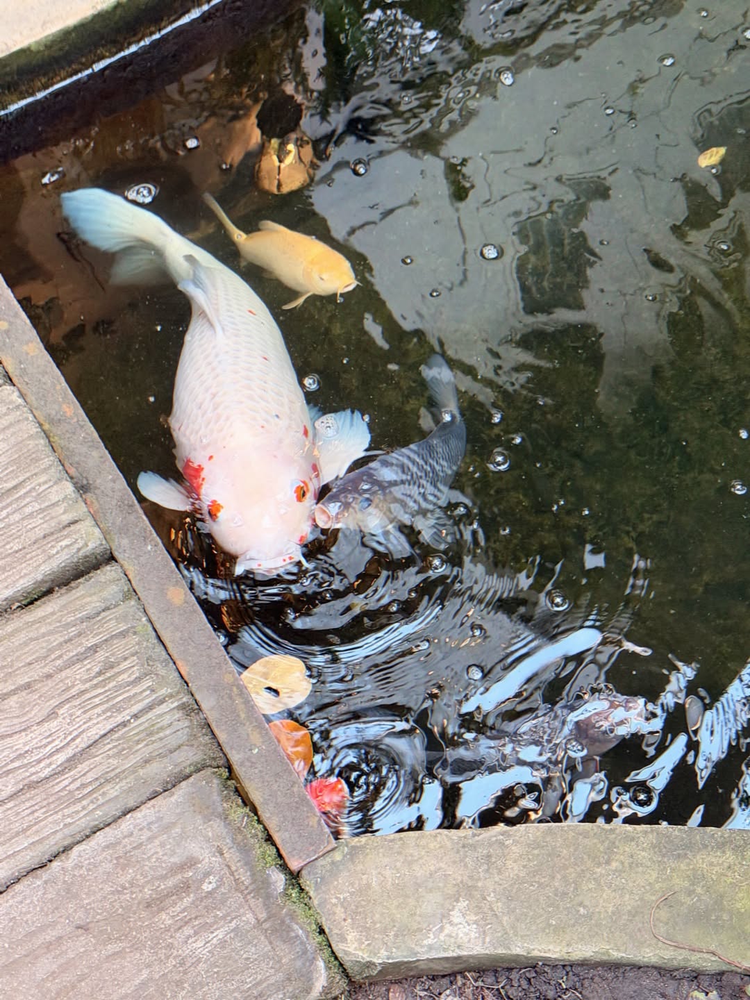 ส้ม - มารี เออเจนี เลอเลย์