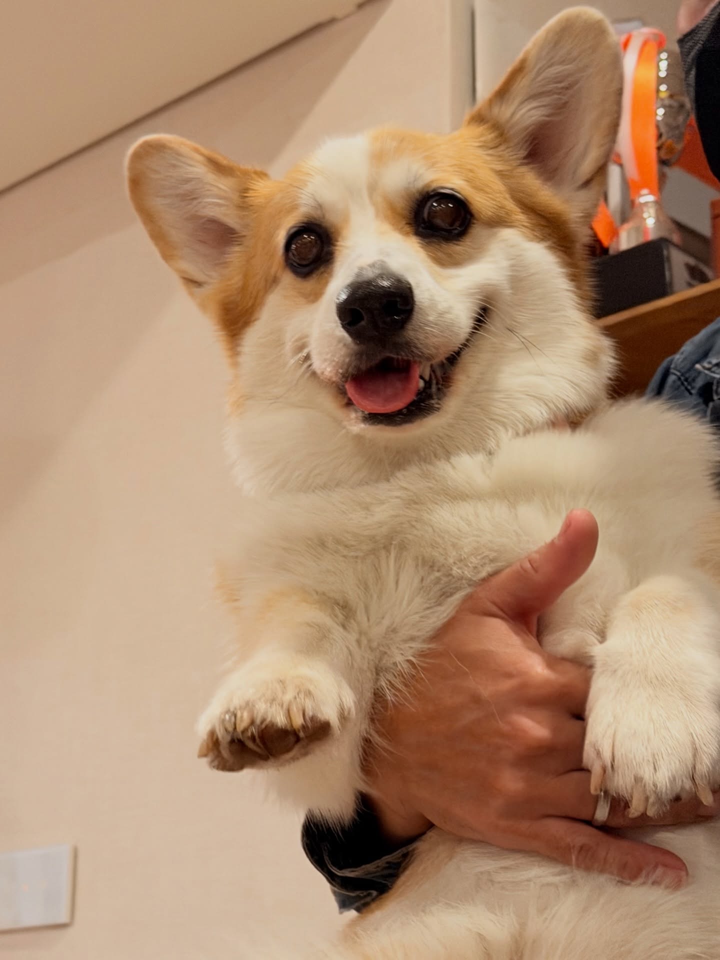 ส้ม - มารี เออเจนี เลอเลย์