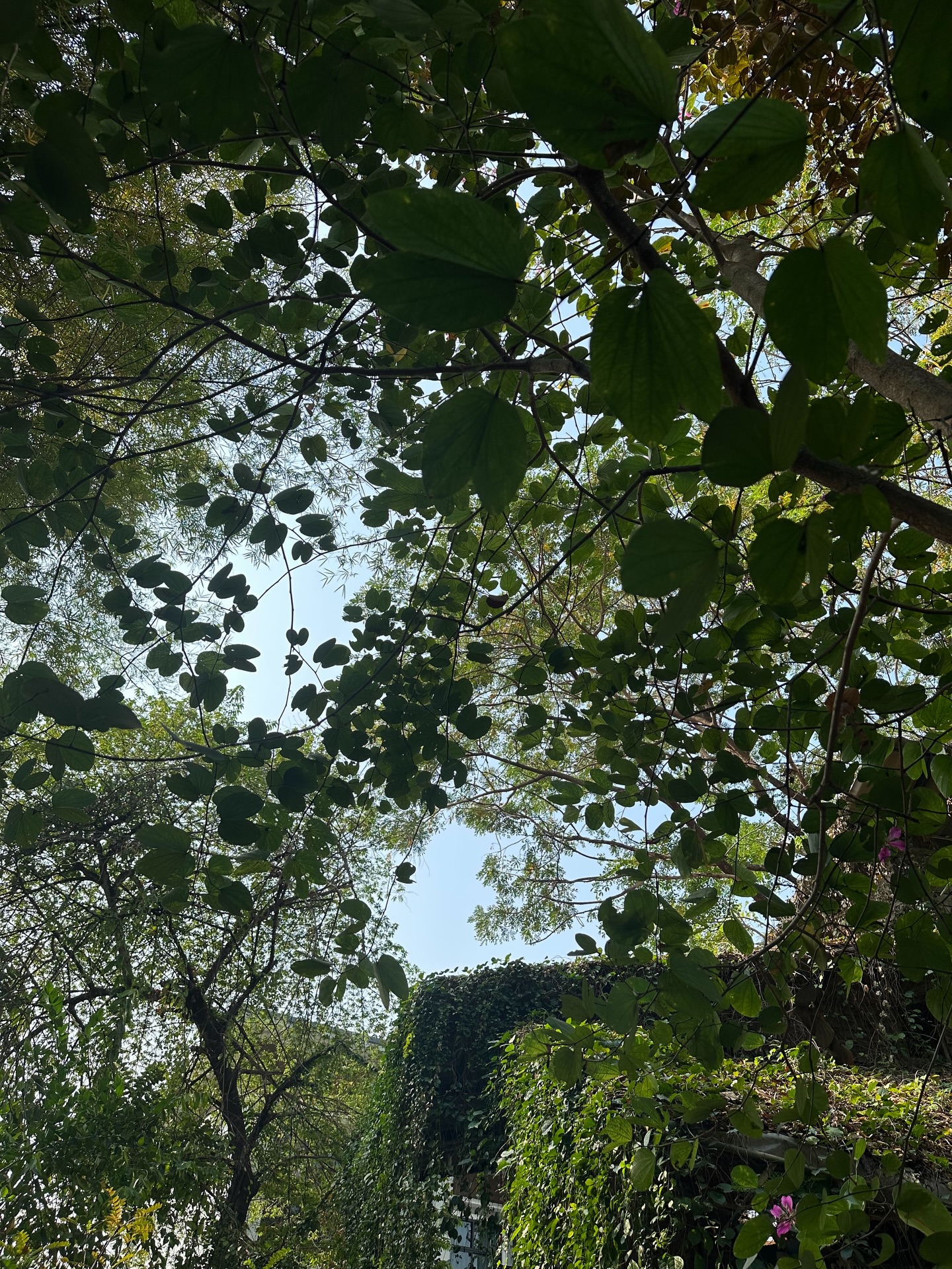 ส้ม - มารี เออเจนี เลอเลย์