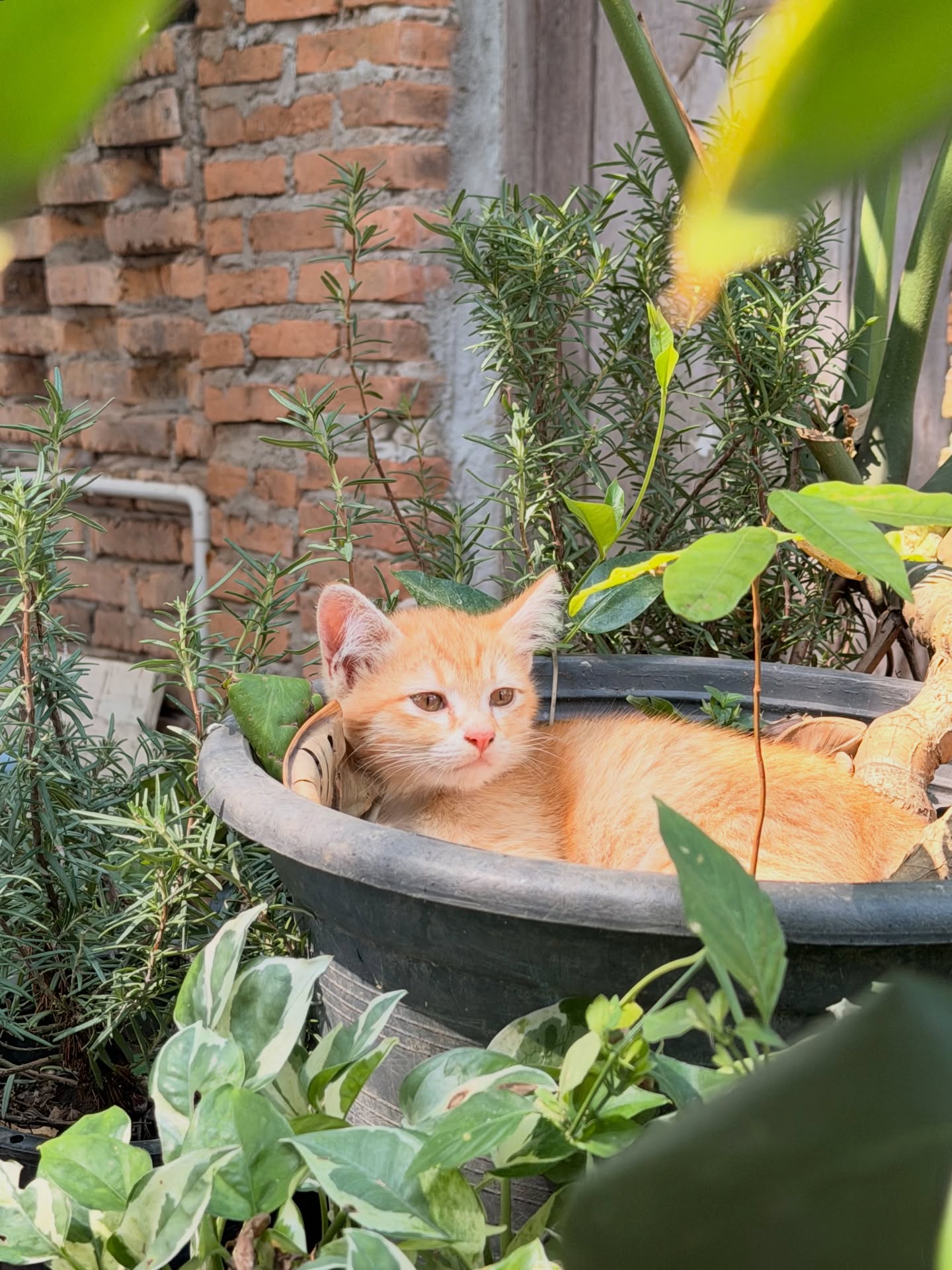 ส้ม - มารี เออเจนี เลอเลย์