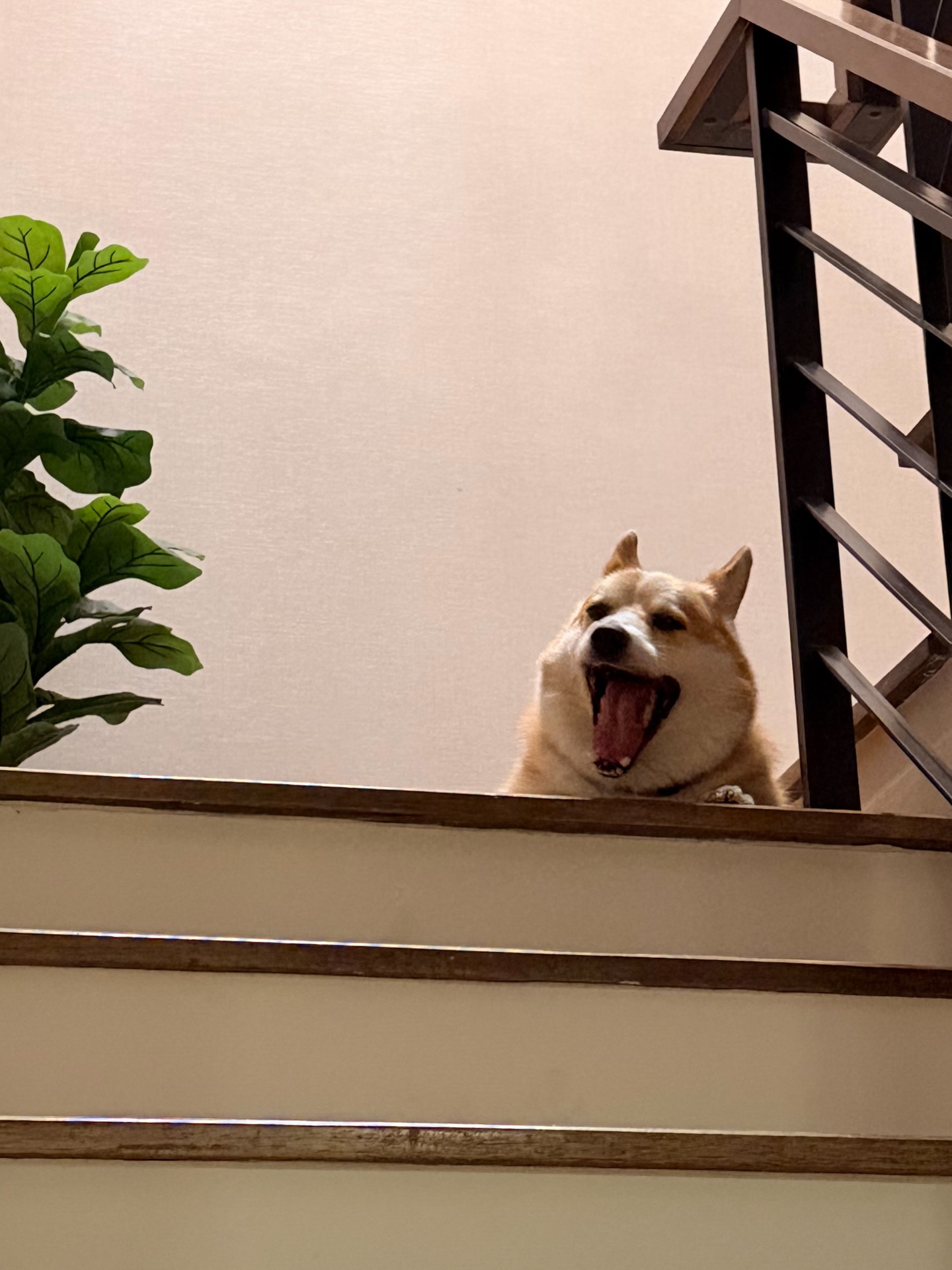 ส้ม - มารี เออเจนี เลอเลย์