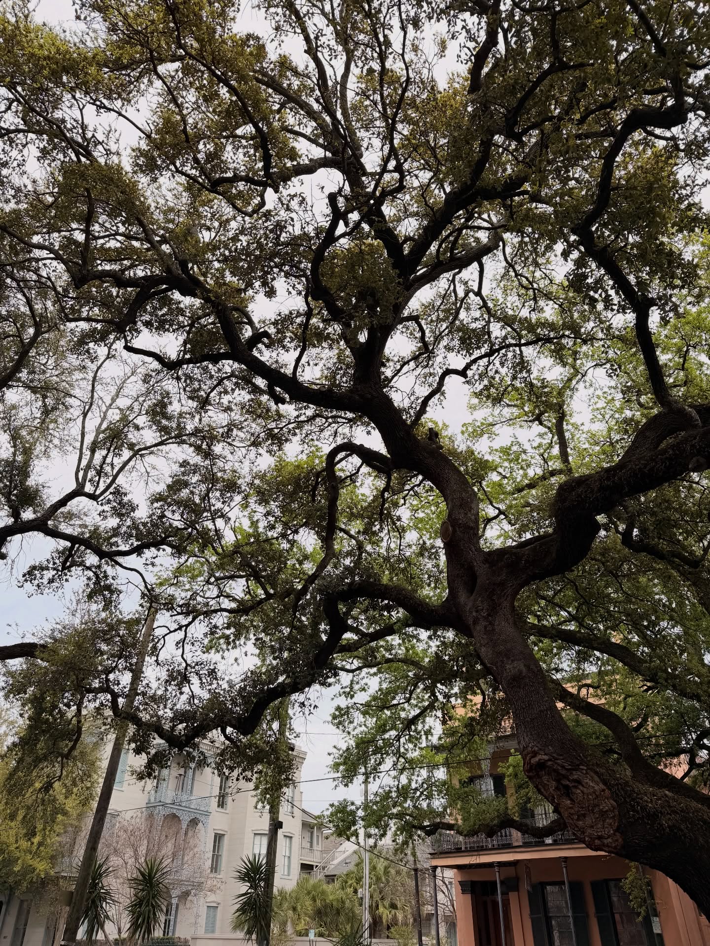 ส้ม - มารี เออเจนี เลอเลย์