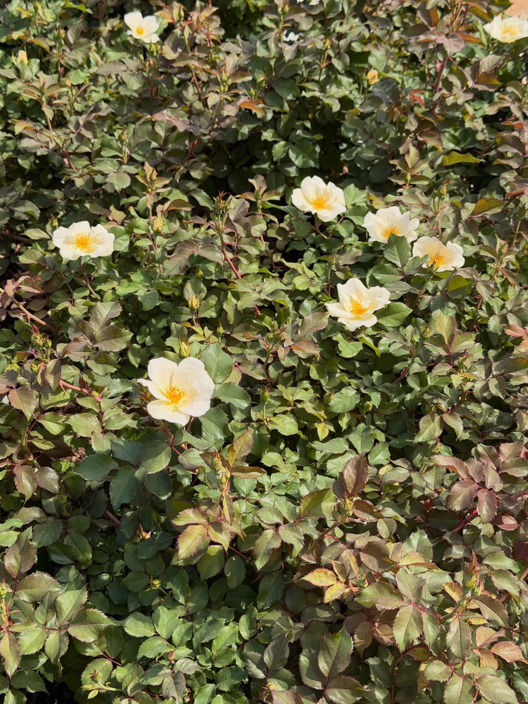 ส้ม - มารี เออเจนี เลอเลย์