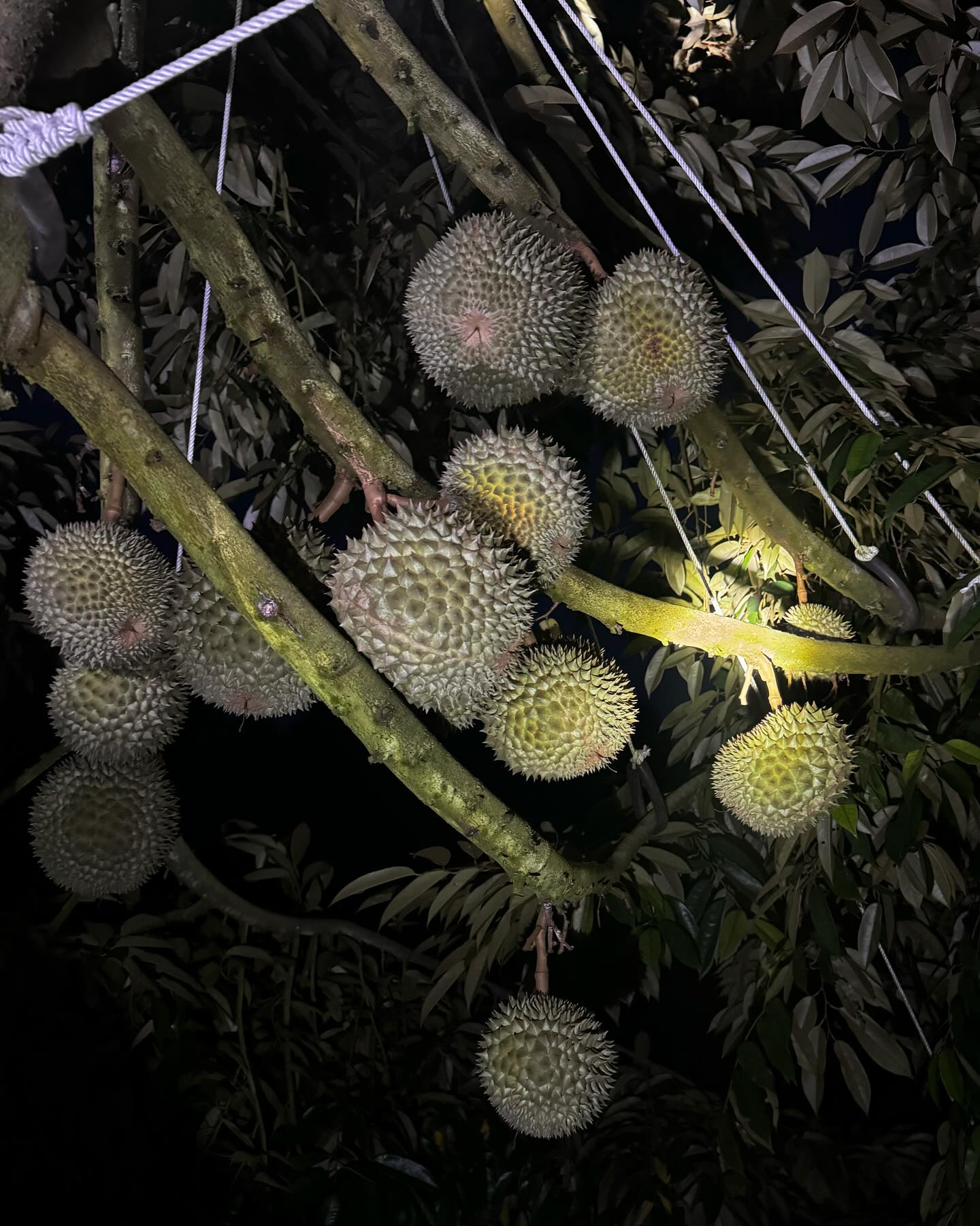 ฟรัง - นรีกุล เกตุประภากร