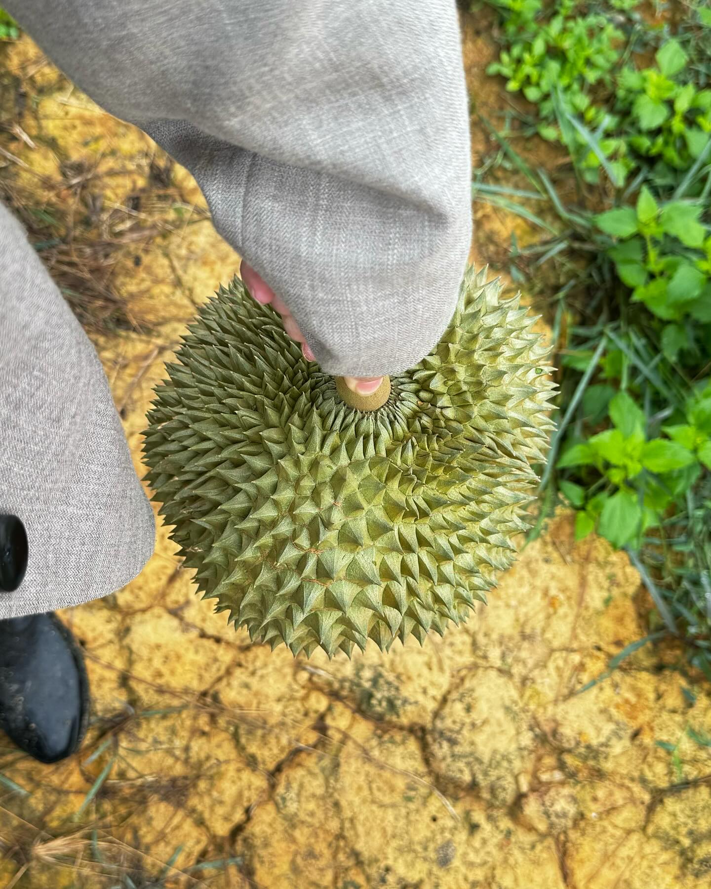 ฟรัง - นรีกุล เกตุประภากร