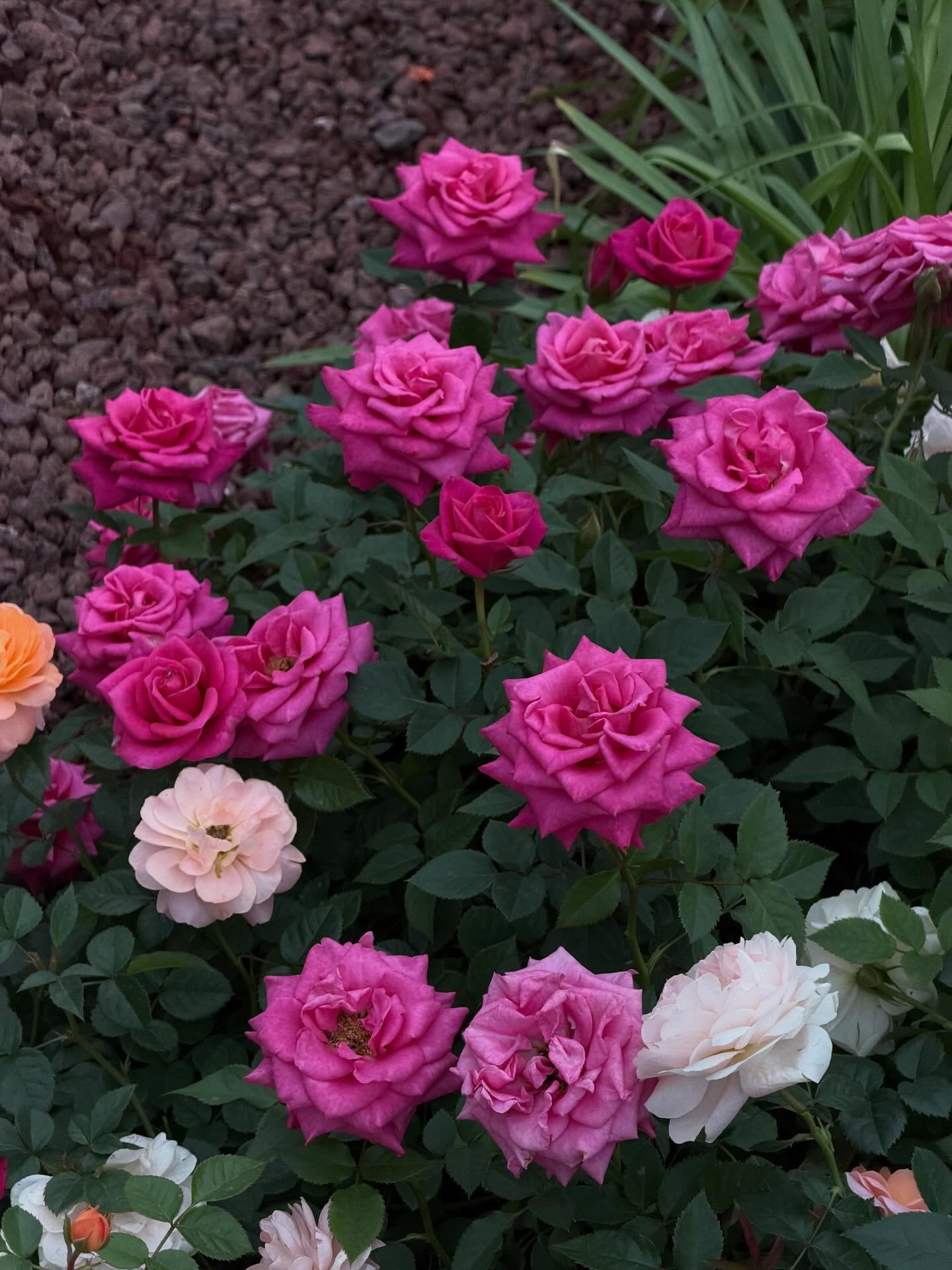 ฟรัง - นรีกุล เกตุประภากร