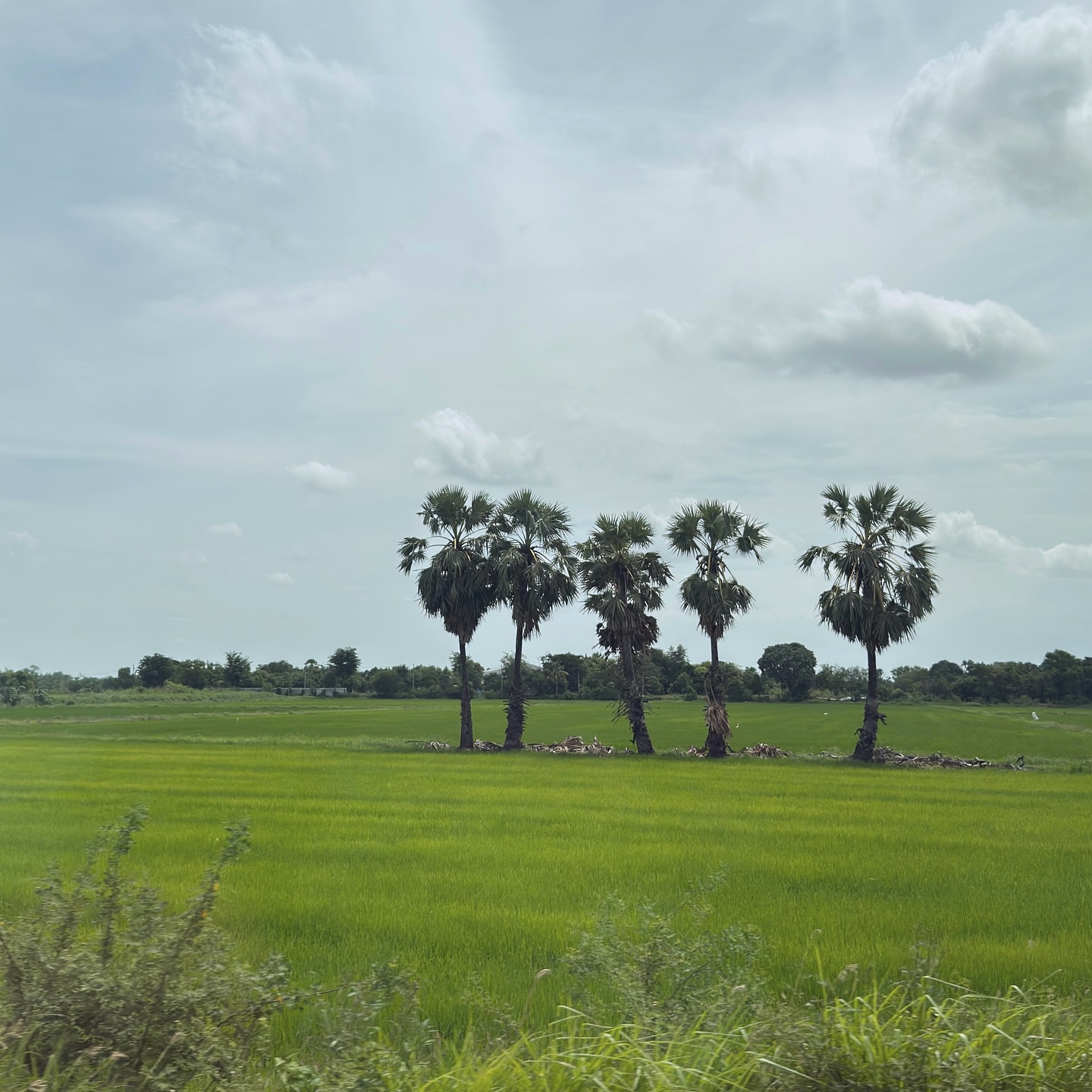 อาย - กมลเนตร เรืองศรี