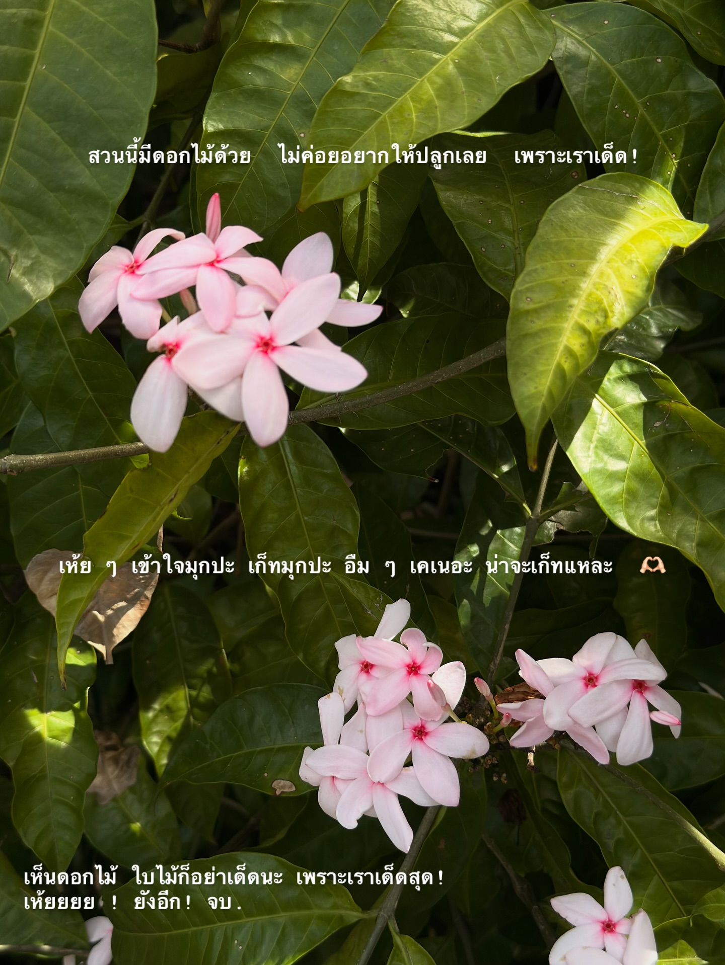 อาย - กมลเนตร เรืองศรี