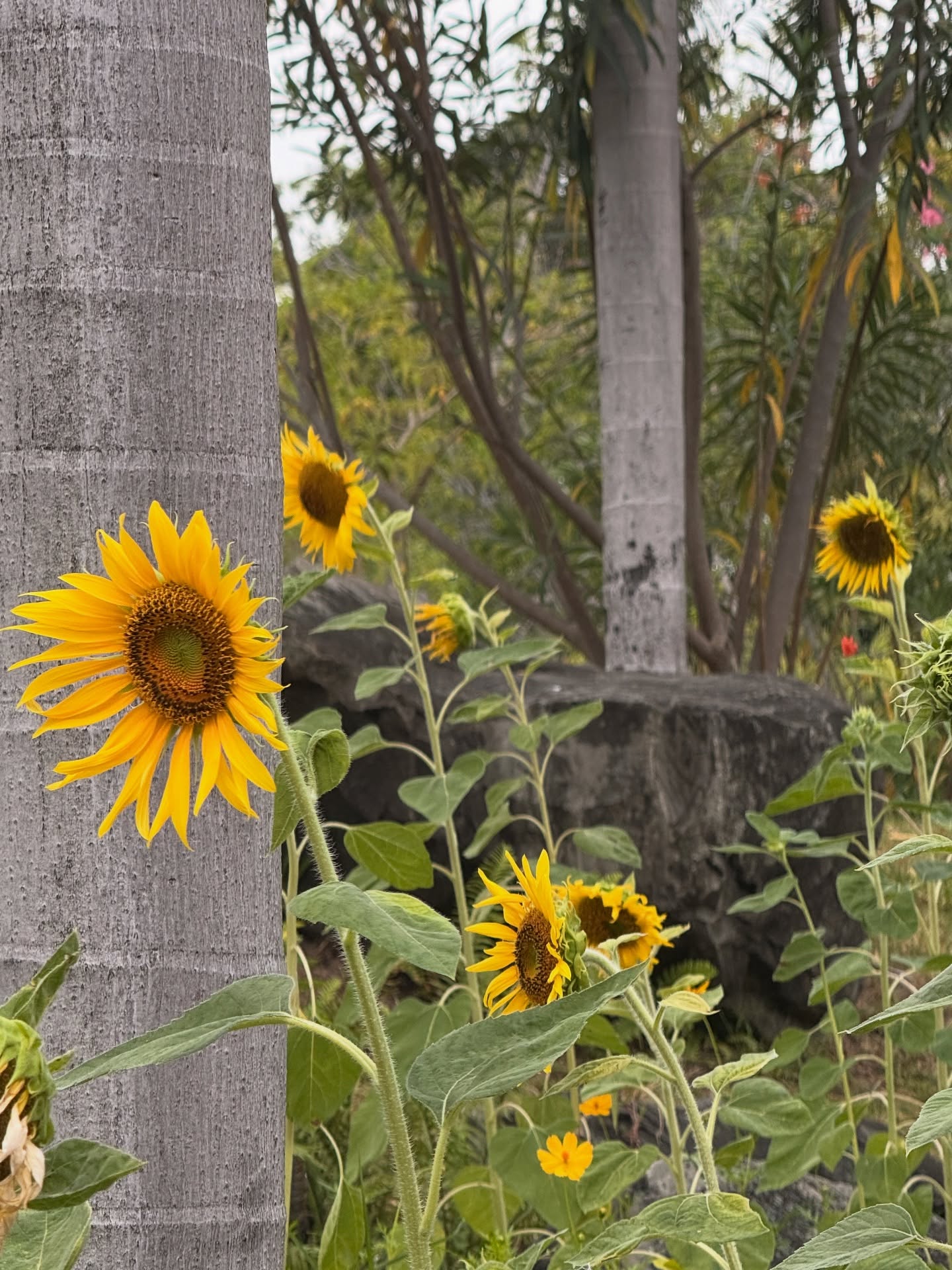อาย - กมลเนตร เรืองศรี