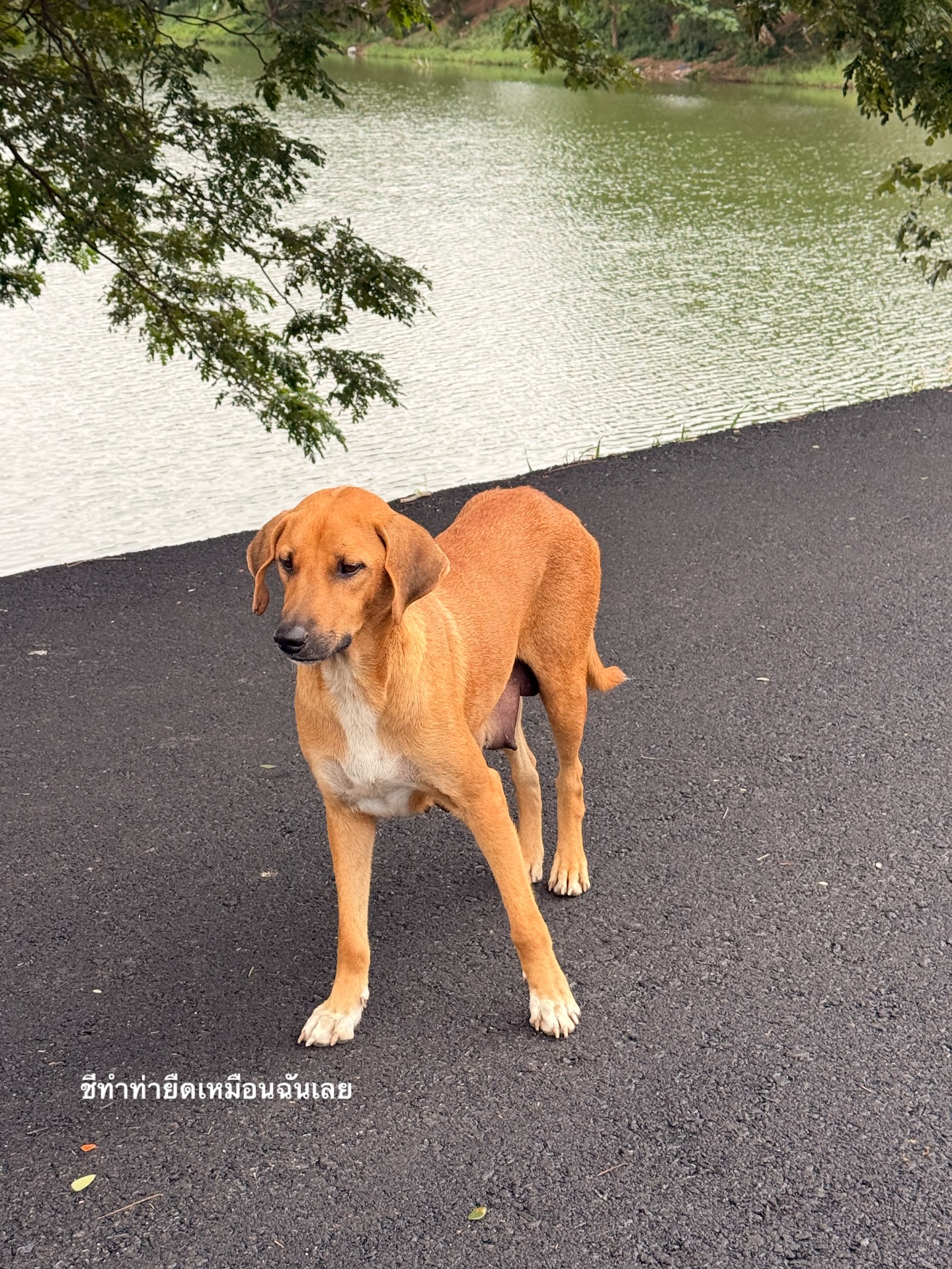 อาย - กมลเนตร เรืองศรี