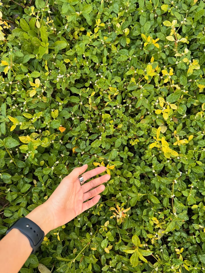 อาย - กมลเนตร เรืองศรี