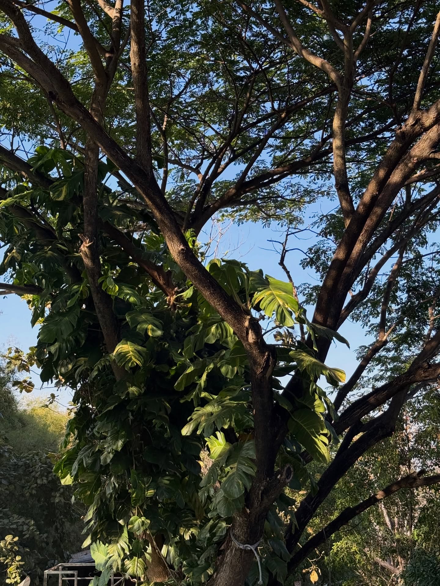 อาย - กมลเนตร เรืองศรี