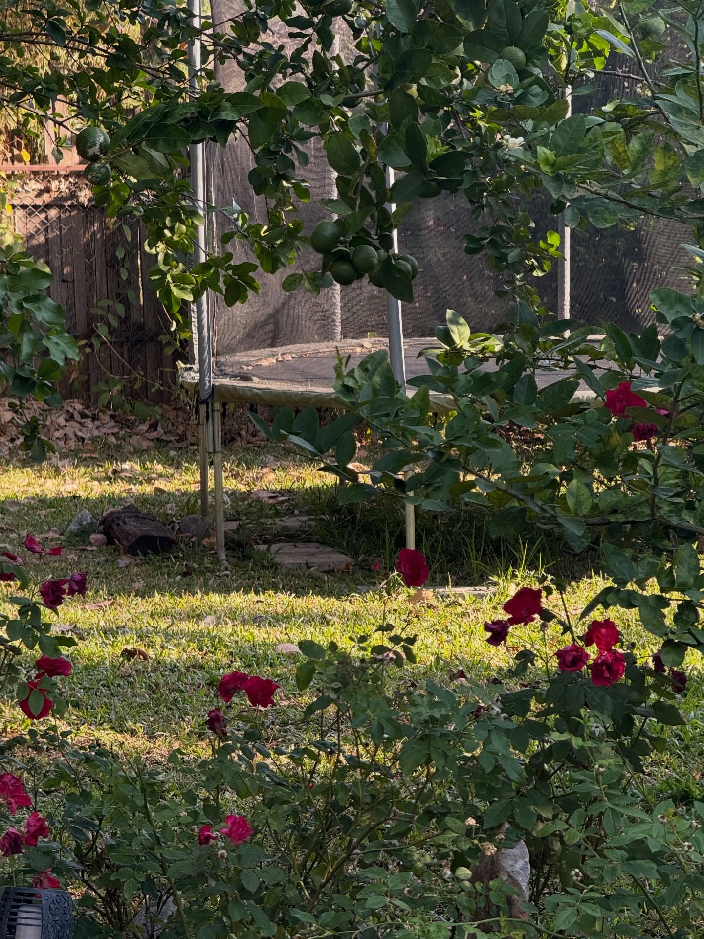 อาย - กมลเนตร เรืองศรี