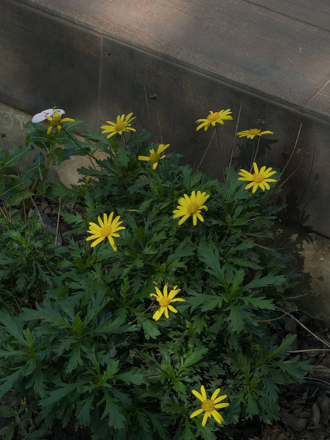 อาย - กมลเนตร เรืองศรี