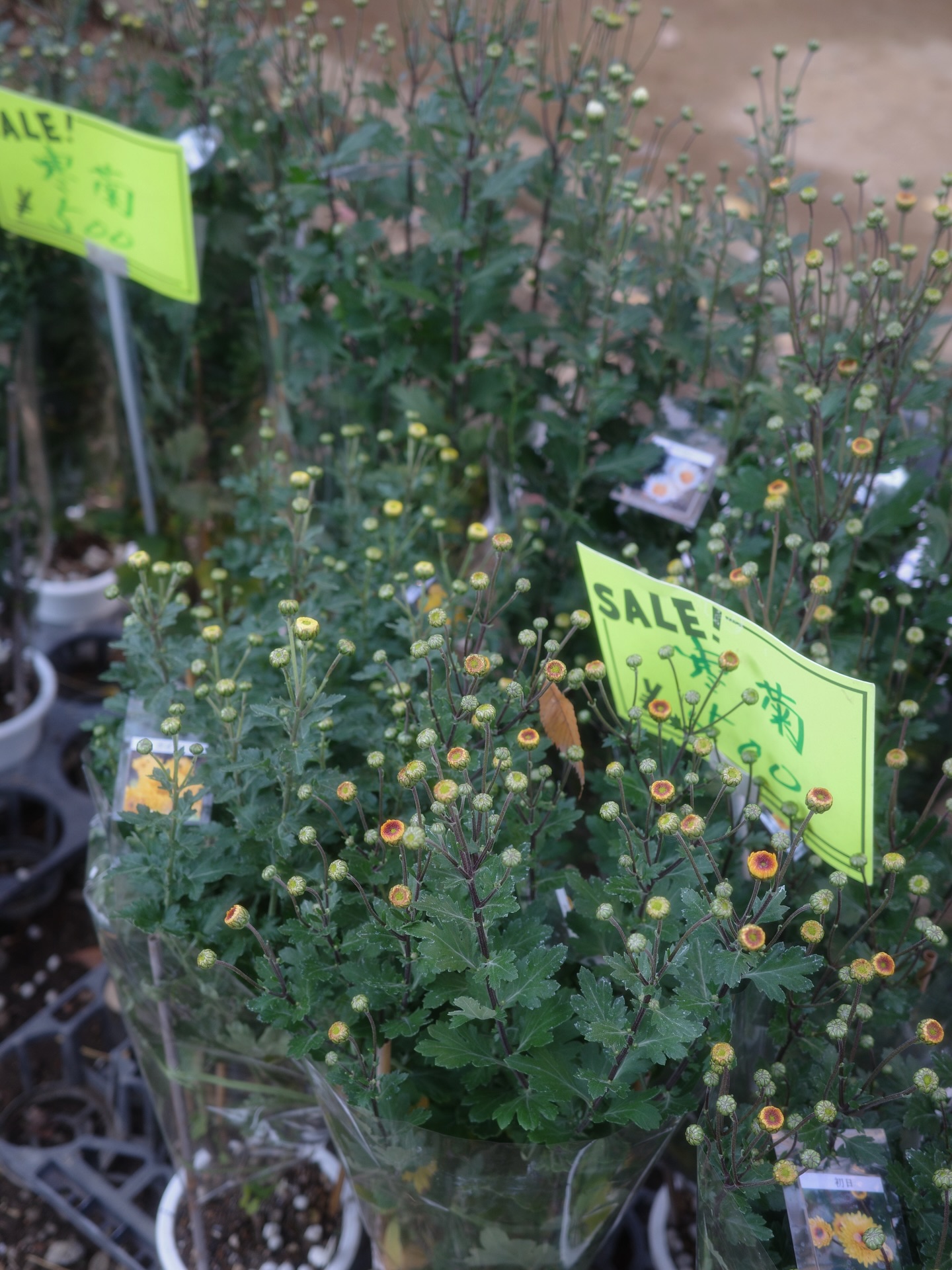 อาย - กมลเนตร เรืองศรี