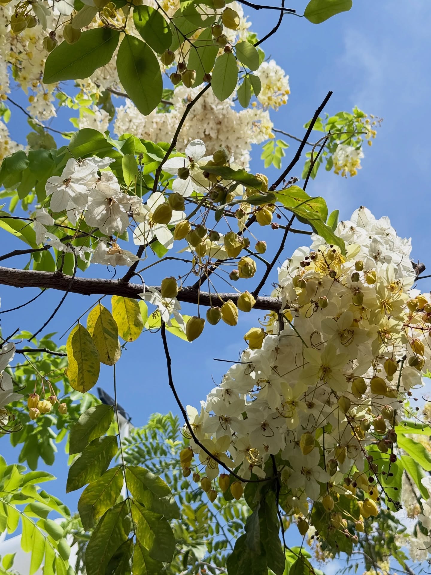 อาย - กมลเนตร เรืองศรี
