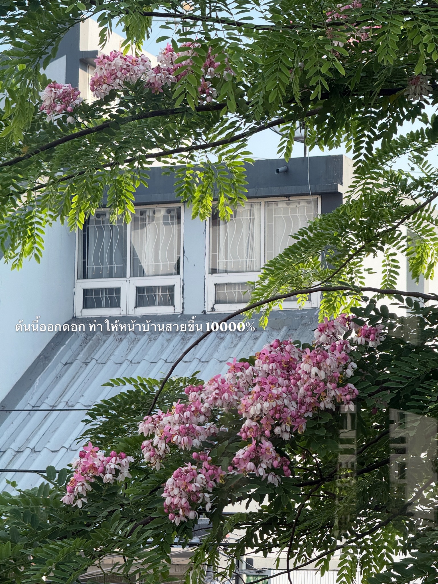 อาย - กมลเนตร เรืองศรี