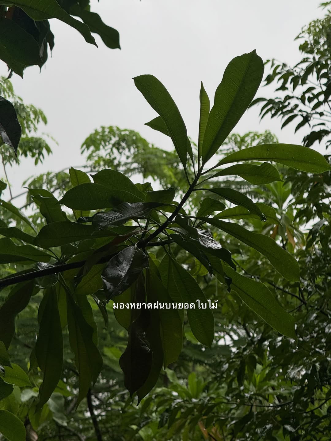 อาย - กมลเนตร เรืองศรี