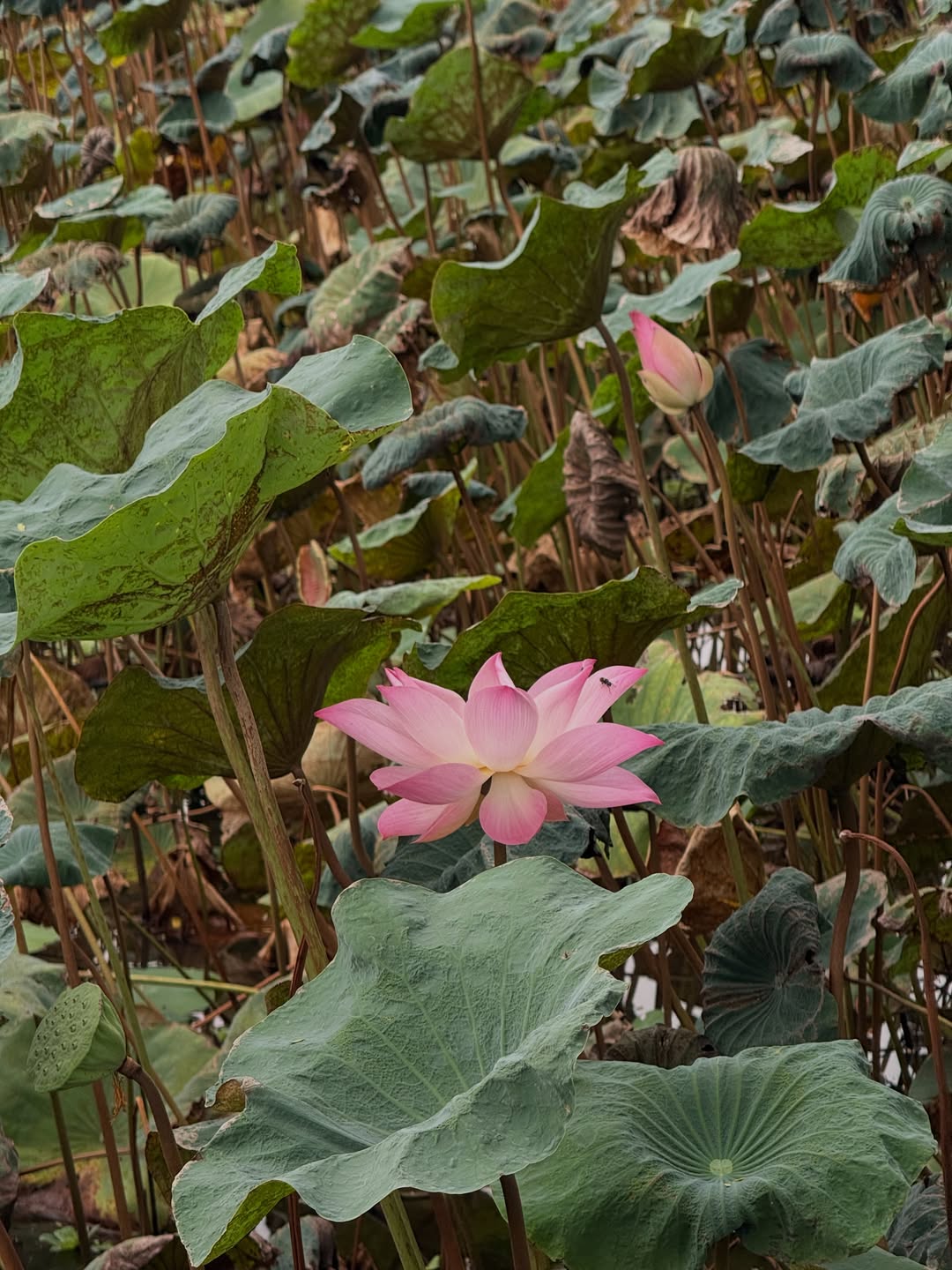 อาย - กมลเนตร เรืองศรี