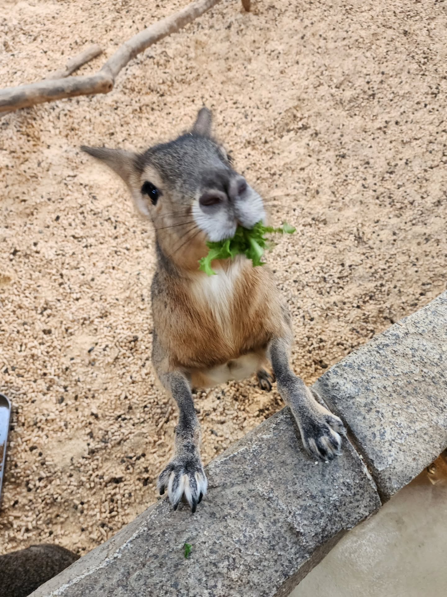 เชอรีน - ณัฐจารี หรเวชกุล